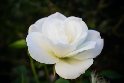 浅焦点摄影的白色花朵
